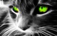 /album/fotogalerij/kat-met-groene-ogen-jpg/